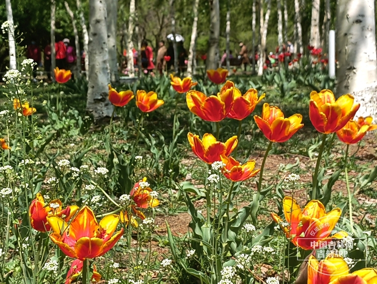 長春公園鬱金香花開滿園