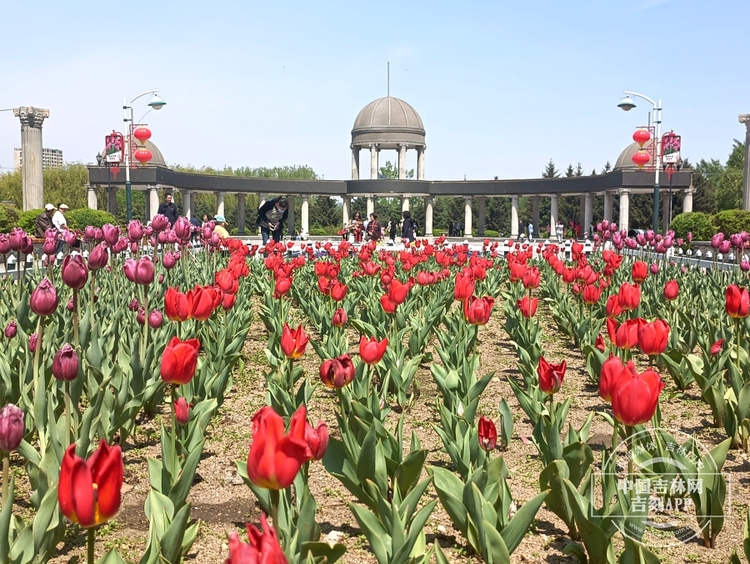 長春公園鬱金香花開滿園