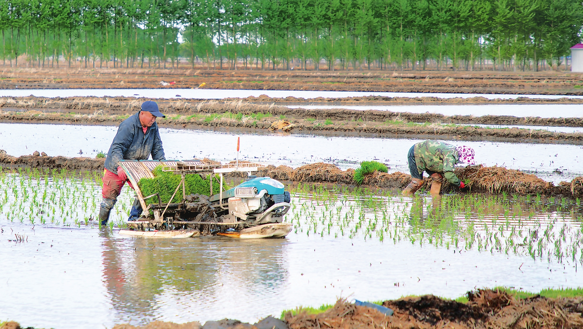 松原市搶抓有利氣候條件 有序拉開水稻插秧序幕