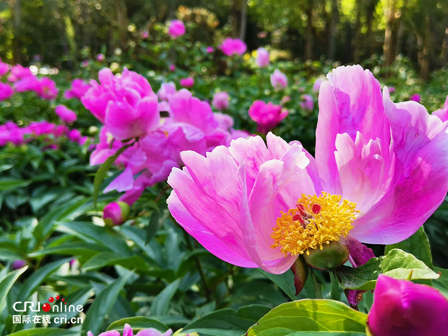 A【吉01】【組圖】長春公園芍藥花開醉遊人