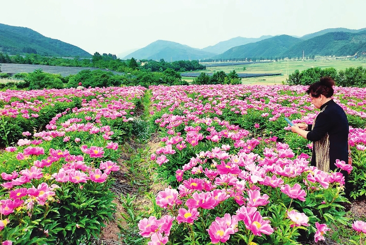 集安市榆林鎮芍藥花基地鮮花盛開 引遊客前來觀賞