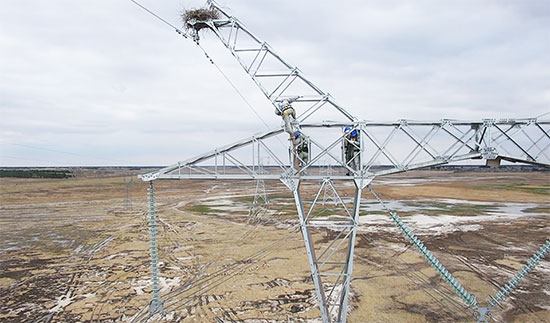 （有修改）A【吉07】東方白鸛在電網鐵塔築巢 電力工人暖心保護