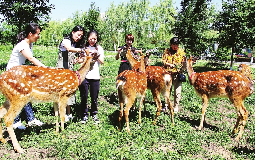 遼源市東豐縣：鹿鄉秀美 人鹿和諧