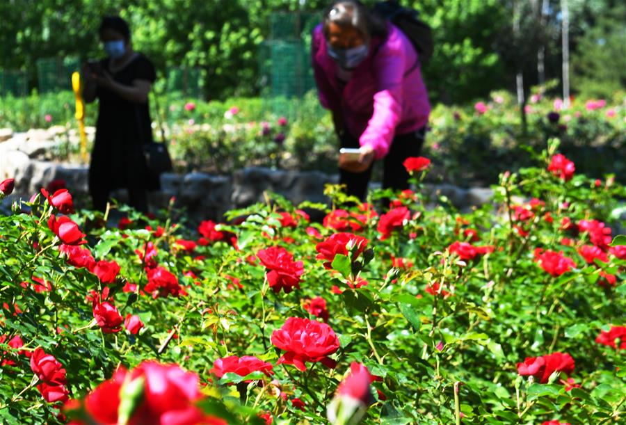 長春：花開迎客來