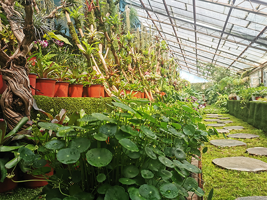 【B】【吉011】長春公園科普示範園開放 熱帶雨林區首秀驚艷