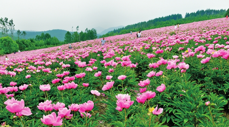 日華光暖向陽枝——白山市促消費穩增長紀實