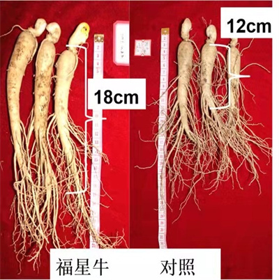 五方面！吉林省人參産業戰略提升專項取得進展_fororder_微信圖片_20220310092143