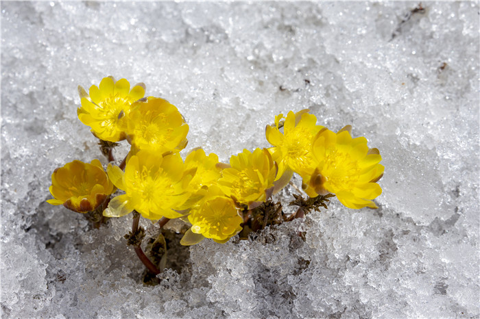 吉林：迎春傲雪的林海雪蓮