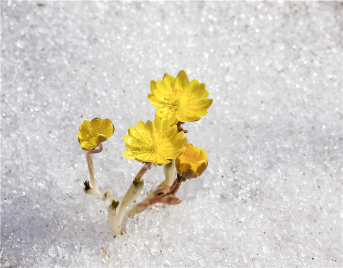 吉林：迎春傲雪的林海雪蓮