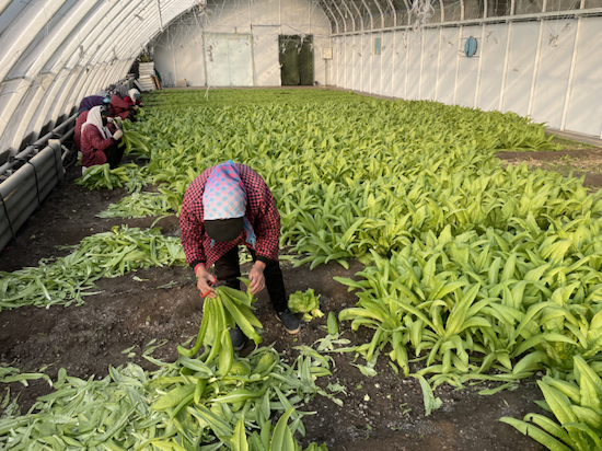 吉林：55家應急蔬菜生産保障基地 助攻打贏抗疫“菜籃子”保衛戰_fororder_圖片38