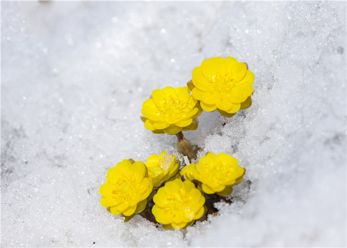 吉林：迎春傲雪的林海雪蓮