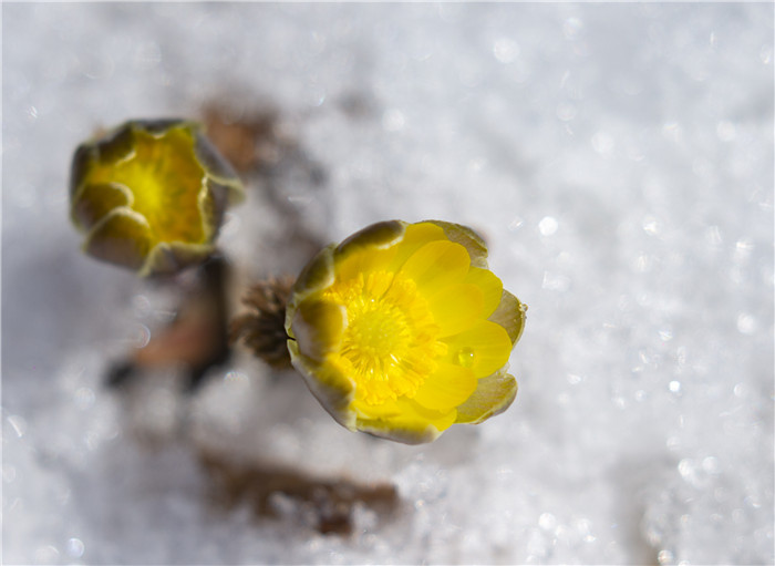 吉林：迎春傲雪的林海雪蓮