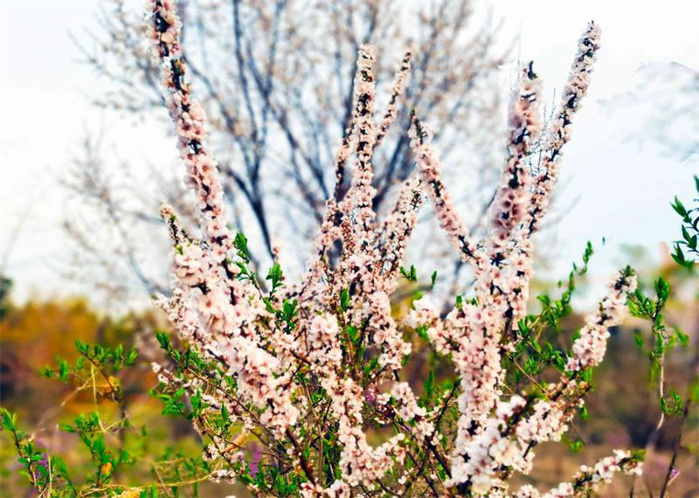 長春：春意正濃 花開疫散