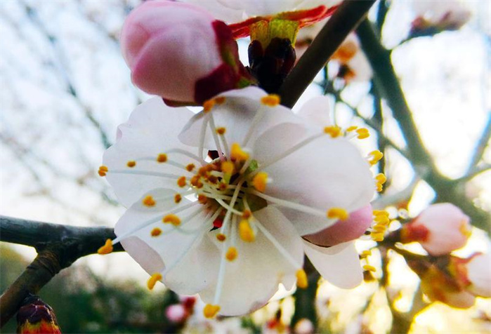 長春：春意正濃 花開疫散