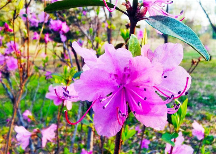 長春：春意正濃 花開疫散