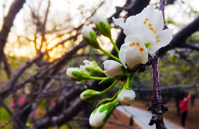 長春：春意正濃 花開疫散