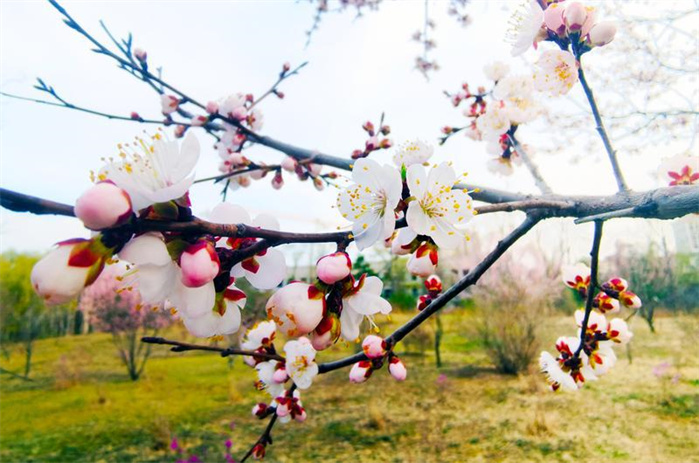 長春：春意正濃 花開疫散