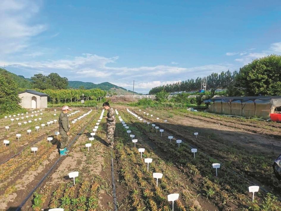 科技興林效益豐——探訪吉林森工紅石林業局國家林木良種基地_fororder_94f4c6b3-369b-4800-9f96-f4382446462b