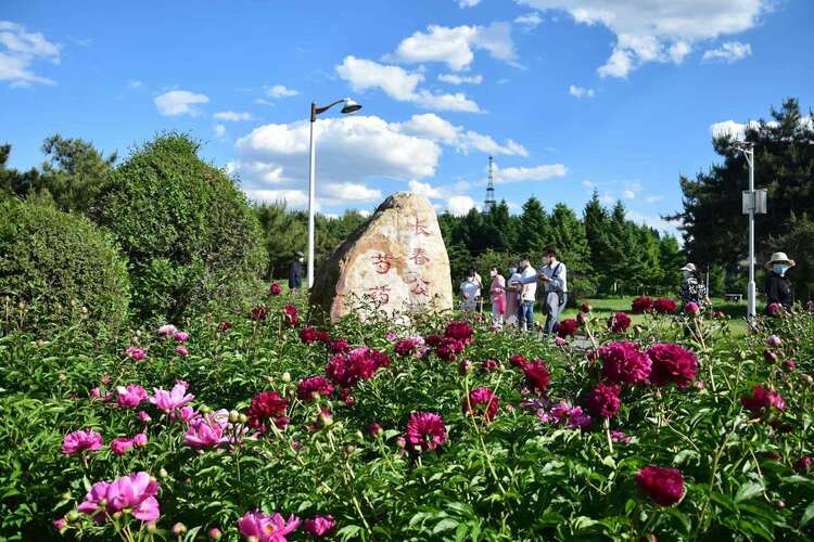 長春公園芍藥花即將迎來盛花期