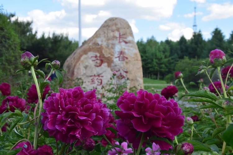 長春公園芍藥花即將迎來盛花期