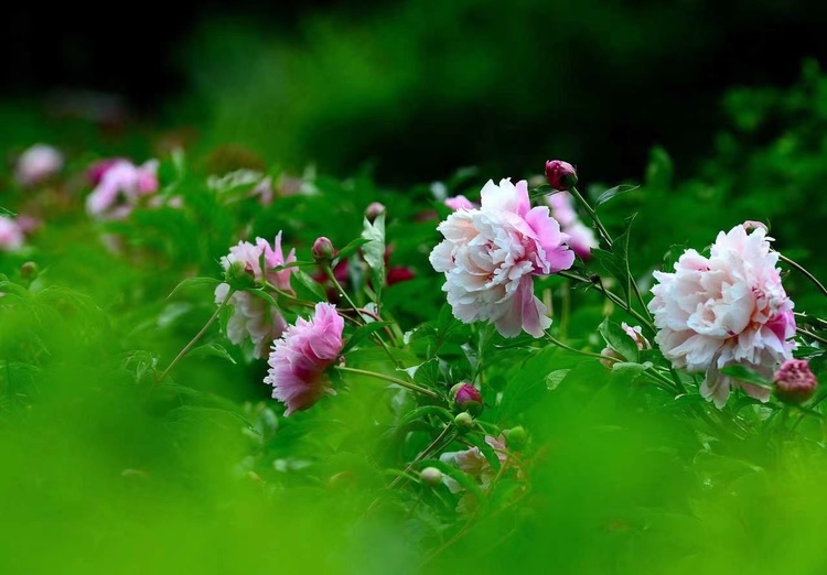 長春公園芍藥花即將迎來盛花期