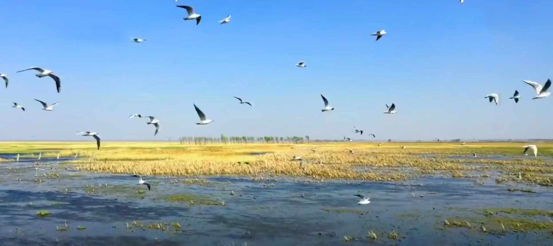 波羅湖國家級自然保護區迎來大批“國寶級”鳥類回遷