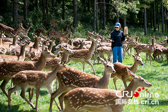 B【吉01】長春市雙陽區消夏旅遊節開幕