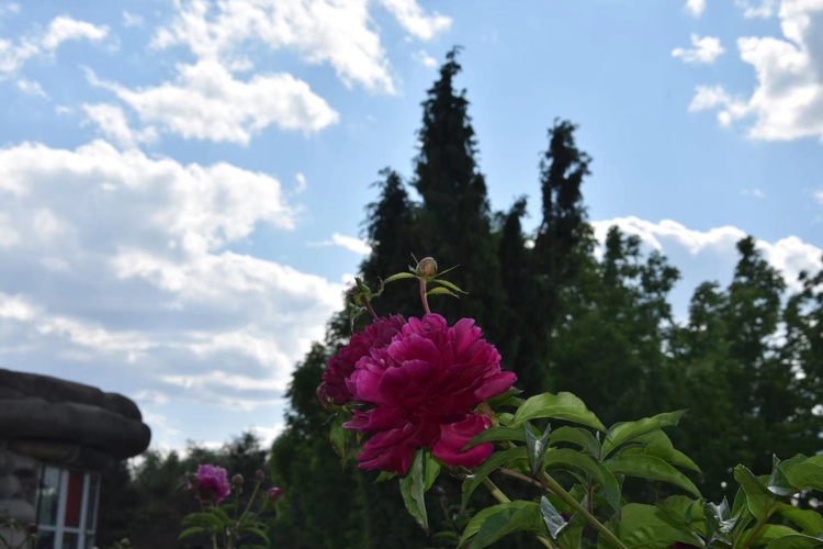 長春公園芍藥花即將迎來盛花期