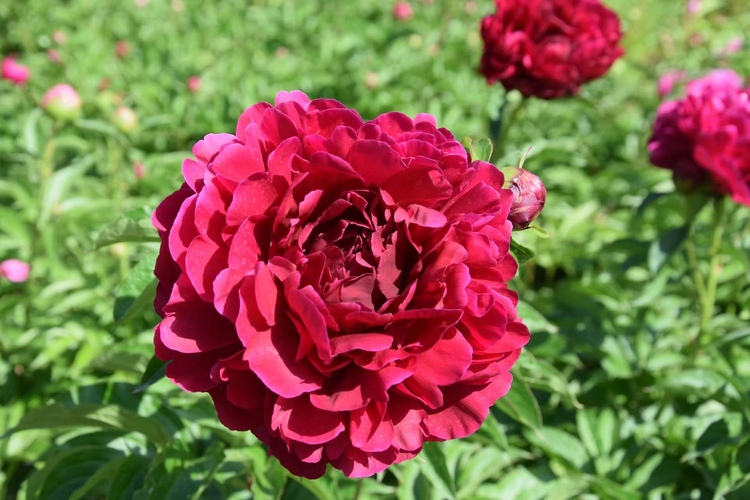 長春公園芍藥花即將迎來盛花期