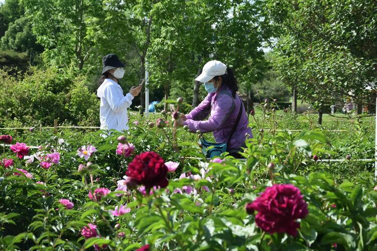 長春公園芍藥花即將迎來盛花期