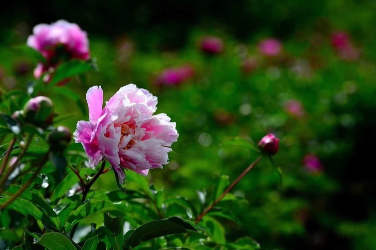 長春公園芍藥花即將迎來盛花期