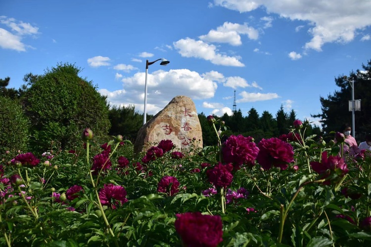 長春公園芍藥花即將迎來盛花期