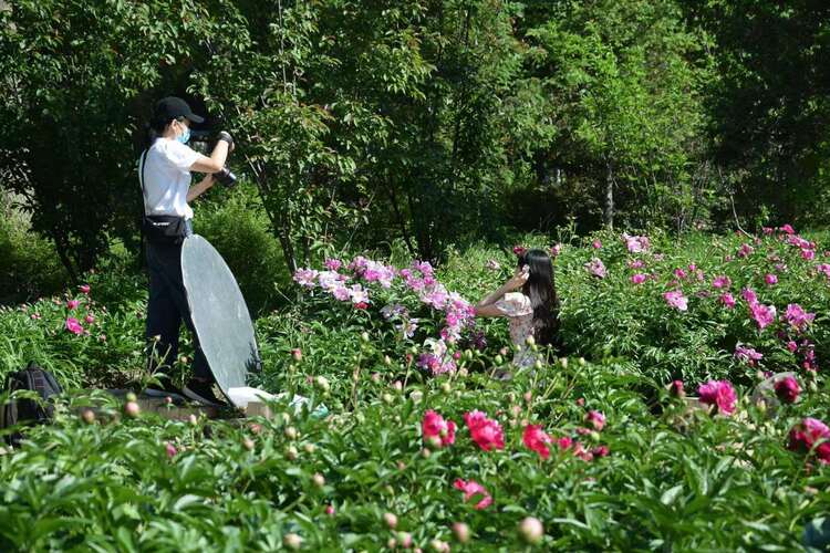 長春公園芍藥花即將迎來盛花期