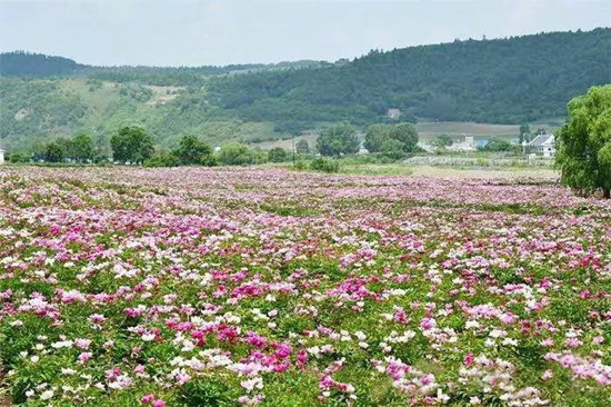 花海經濟為鄉村振興“錦上添花”_fororder_e50f289e-5e92-4088-b485-a117ae4a48a6