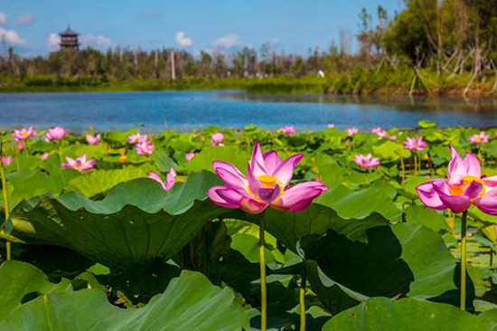 長春北湖濕地公園：江南畫舫“穿越”北國春城_fororder_5