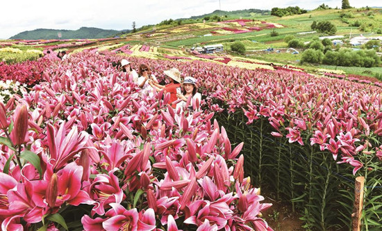 吉林省白山市：無邊景色入畫來_fororder_露水河畔賞花海 王春寶 攝