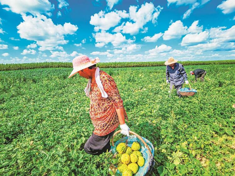 長春農安：發展香瓜種植特色産業 探索助農致富增收途徑_fororder_0e934605-2ba5-42a2-9d8b-6779183b713d