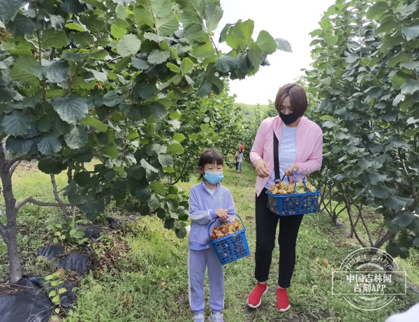 延吉市朝陽川鎮第三屆榛子採摘節開幕