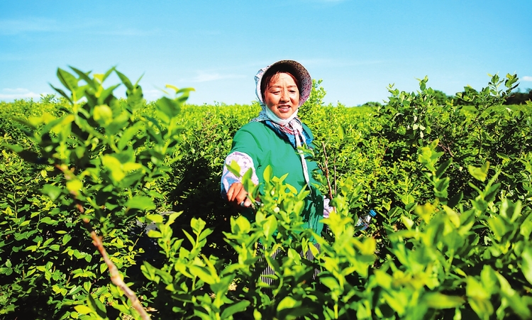 白山市建設"中國綠色有機谷·長白山森林食藥城"掠影