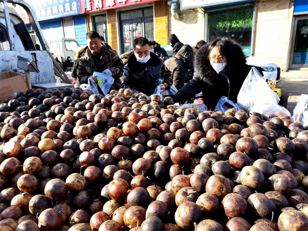 趕大集 買年貨 延吉朝陽川大集年味濃_fororder_市民們在挑選北方特有的凍梨 攝影 王曉彤