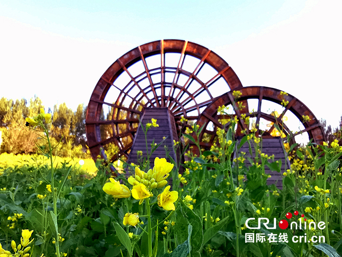 06【吉林】【原創】長春公園油菜花開放 展現秋季田園之美