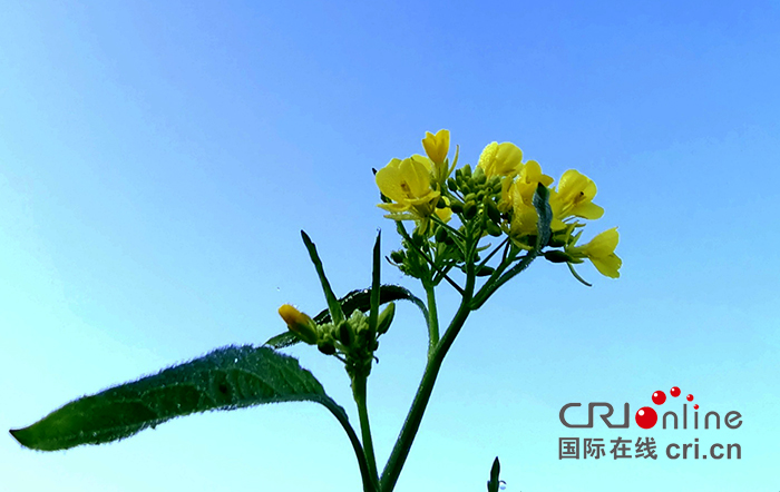 06【吉林】【原創】長春公園油菜花開放 展現秋季田園之美