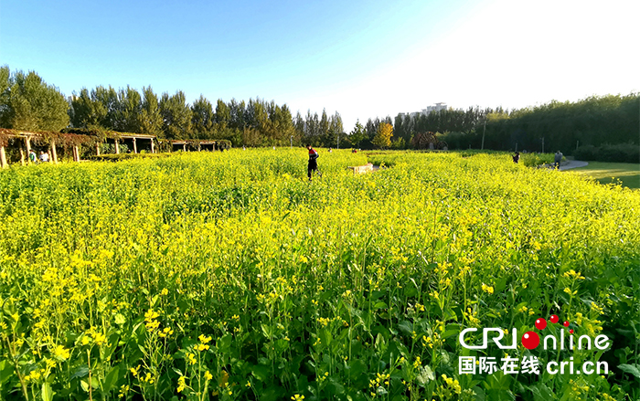 06【吉林】【原創】長春公園油菜花開放 展現秋季田園之美