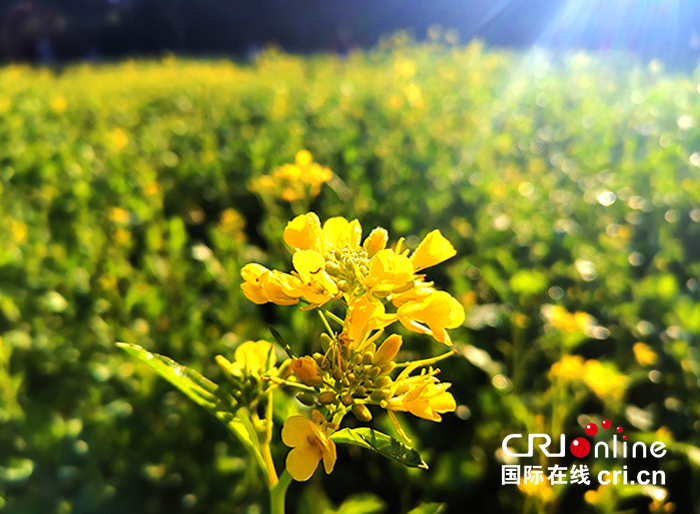 06【吉林】【原創】長春公園油菜花開放 展現秋季田園之美