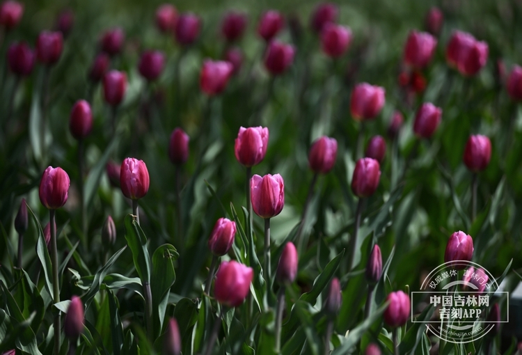 長春公園鬱金香花開_fororder_吉林鬱金香8