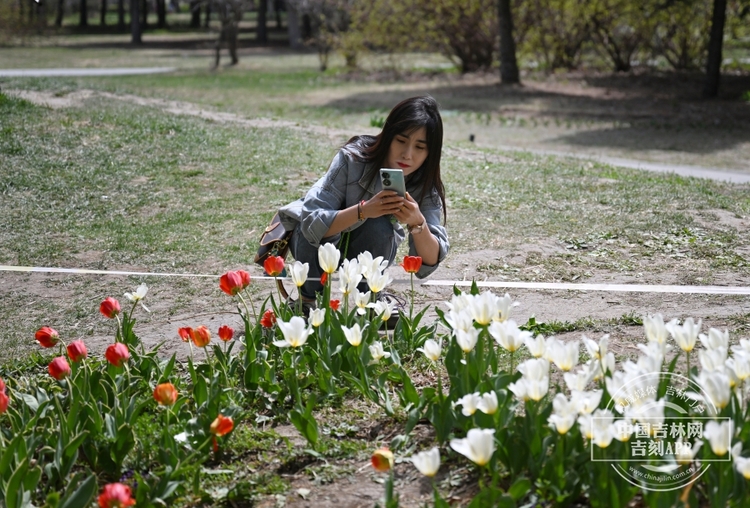 長春公園鬱金香花開_fororder_吉林鬱金香1