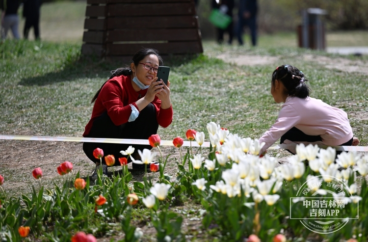 長春公園鬱金香花開_fororder_吉林鬱金香7