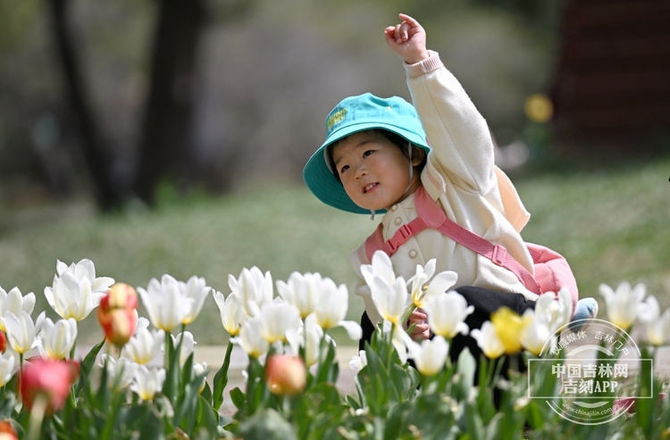 長春公園鬱金香花開_fororder_吉林鬱金香3