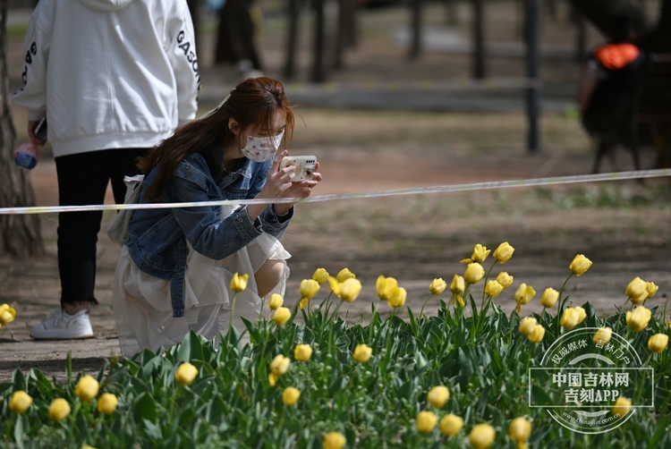 長春公園鬱金香花開_fororder_吉林鬱金香5