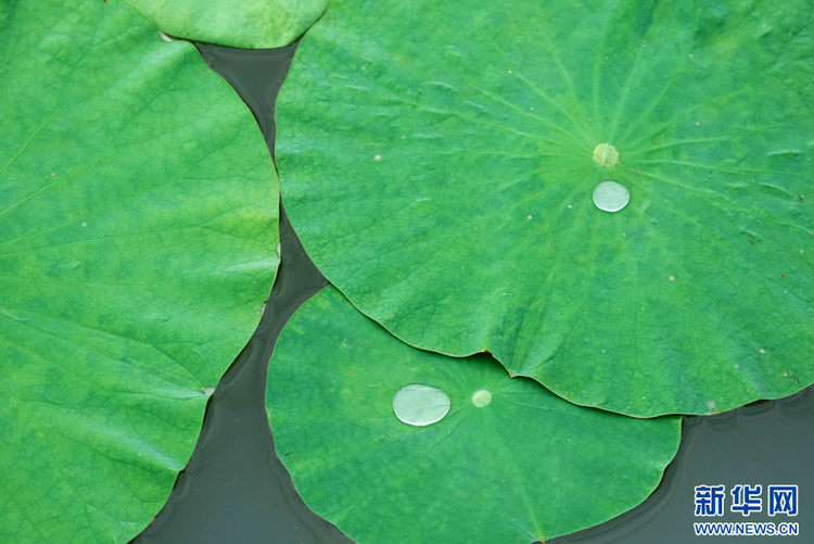 吉林鎮賚：“荷風細雨”送香來